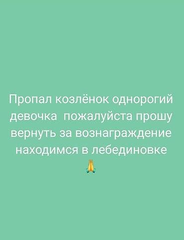 Бюро находок: Пропал козлёнок однорогий девочка пожалуйста прошу вернуть за — 1