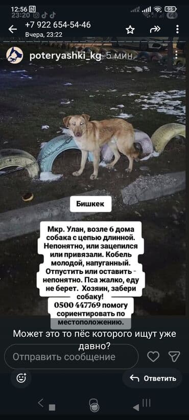 даром собаки: 🆘🆘🆘🆘🆘срочно нужен любящий хозяин, животных хотят усыпить, за — 3