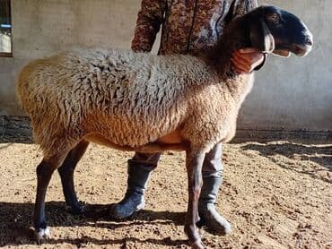 Грызуны: Продаю | Овца (самка) | Арашан | Для разведения — 1