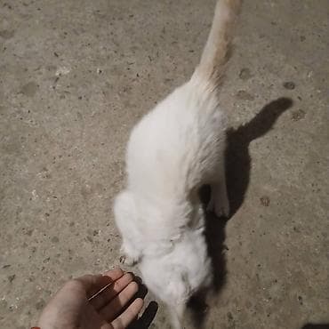 стерилизовать кошку: Кошка даром: Беспородная, 2 месяца, Мальчик — 3