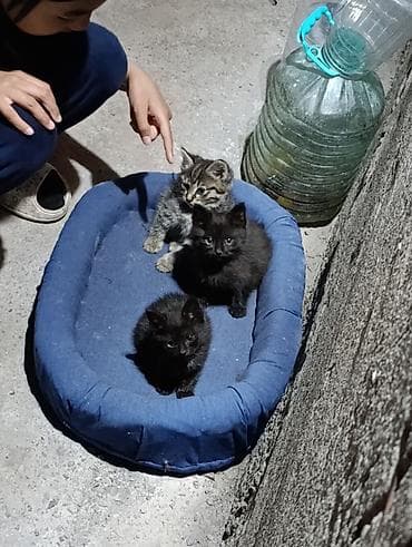 Отдам бесплатно, в хорошие руки две девочки и один мальчик( не точно