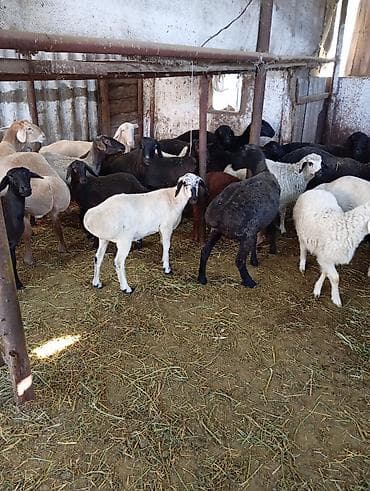 животные баран: Продаю | Овца (самка) | Для разведения | Матка — 2