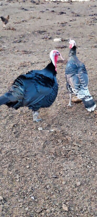 Продаю | Индюк (самец) | Для разведения | Племенные — 10