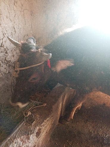 Үй жаныбарлары: Сатам | Уй (ургаачы) | Көбөйтүү үчүн | Байланган — 9