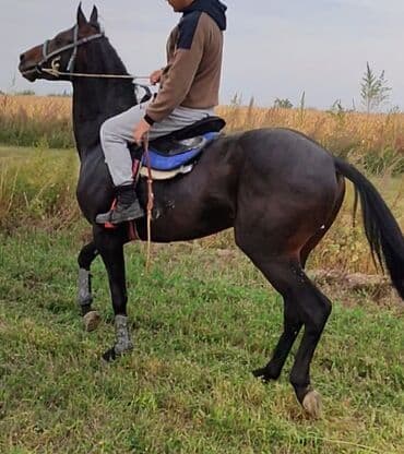 Айыл-чарба жаныбарлары: Сатам | Байтал | Англиялык | Ат спорту | Асыл тукумдуу — 4