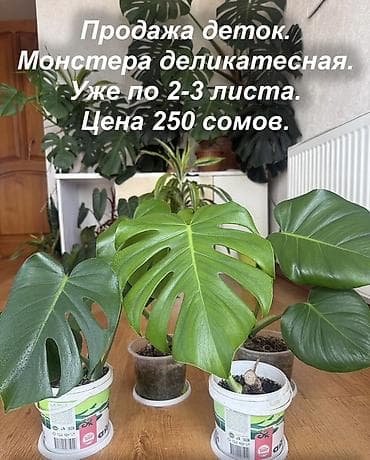 монстеры: Монстера деликатесная — детки от маточного растения. - Уже по 2-3 — 1