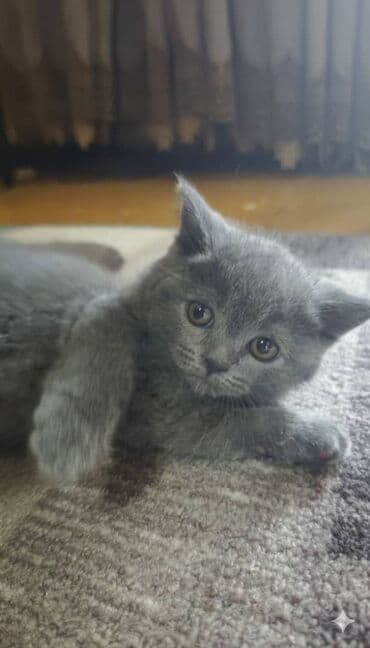 манчкин котенок купить: Продам котят шотландской породы окрас голубой (blue).Родилась 20 — 2