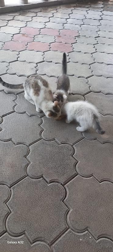 Мышыктар: 1 айлык, Ургаачы — 2