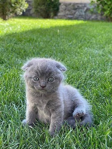 Продажа кошек: Шотландские вислоухие котята, окрас голубой - Порода: Scottish Fold — 2