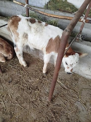 животные: Продаю | Музоо, торпок | Для молока | Привязанные — 1