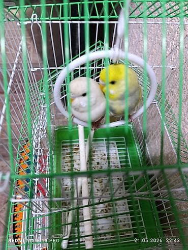 попугай с клеткой: Волнистые попугайчики с клеткой - Пара волнистых попугайчиков: один — 1