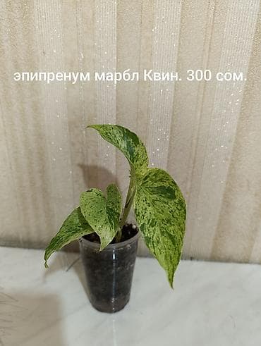 queen: Комнатные растения в пластиковых стаканчиках/горшочках: - Сингониум — 3