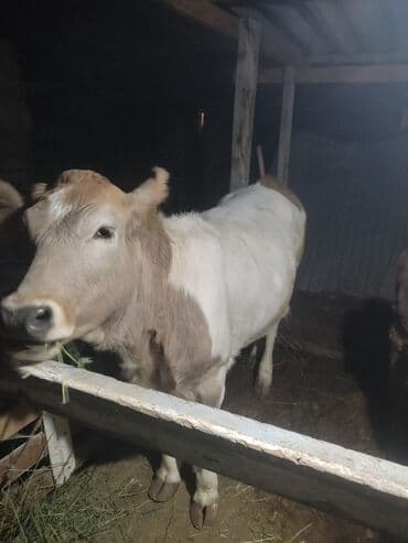 продаю дойных коров: Сатам | Уй (ургаачы) | Аргын | Көбөйтүү үчүн | Байланган — 1