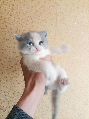 мышык берем: Продаются котята Порода: scottish fold. два мальчика и девочка — 2