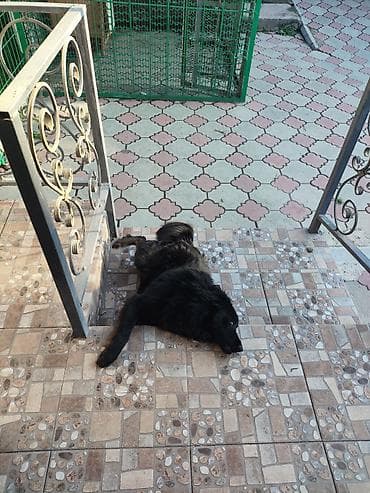 отдам даром хаски: Срочно!!! Отдам собаку в добрые руки. Зовут Чарли, ему 1 год. От — 3