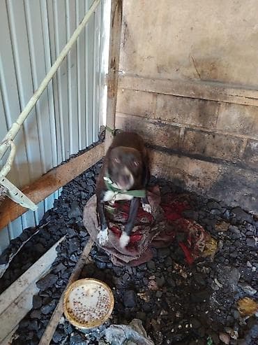 Питбуль, 7 месяцев, Самка, С прививкой at lalafo.kg Питбуль, 7 месяцев, Самка, С прививкой