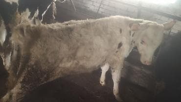 жылкы жаныбар: Сатам | Кунаажын | Көбөйтүү үчүн | Байланган — 4