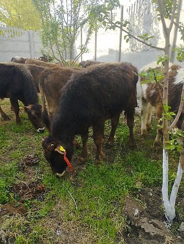 кой сойушка: Продаю | Бык (самец) | Алатауская | На откорм — 2