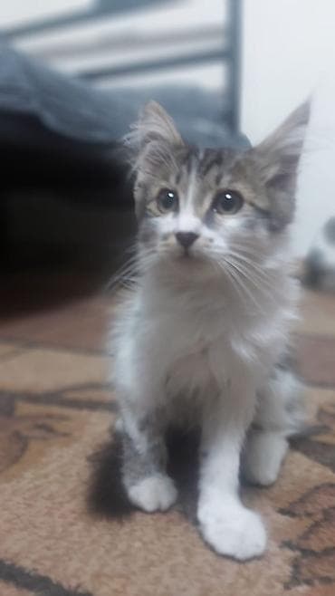 Цена договорная. Котёнок домашний, пушистый, с длинным хвостом и — 3