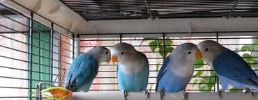 кролик купить декоративный: Массковые неразлучники (Agapornis): декоративные попугаи малых — 9