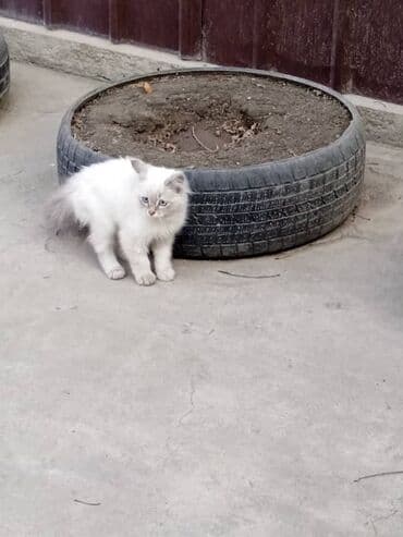 британская вислоухая кошка: Сиамская, 4 месяца, Мальчик, Серебристая шиншилла, Приучена к лотку — 4