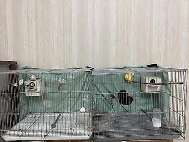 Продаются амадины 5 шт с клеткой отдам за 5 т сом