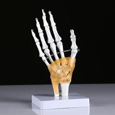 спираль серебро: Макет "Кистевой сустав человека" 22*12см — 1