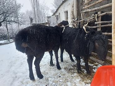 куплю тук: Продаю | Овца (самка) | Для разведения | Матка — 5