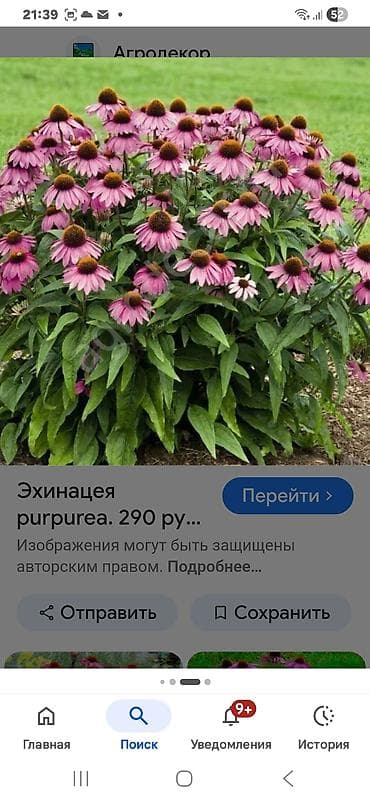 козлятник восточный: Эхинацея purpurea — декоративный многолетник с крупными .Цена зависит — 1