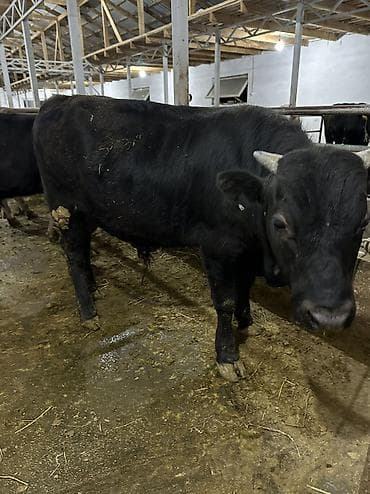 Айыл-чарба жаныбарлары: Сатам | Бука (эркек), Музоо | Аргын | Бордоп семиртүү үчүн, Союуга, Көбөйтүү үчүн | Байланган — 6