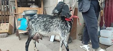 ротвейлер сучка: Продаю | Козёл (самец) | Для молока | Котные — 2