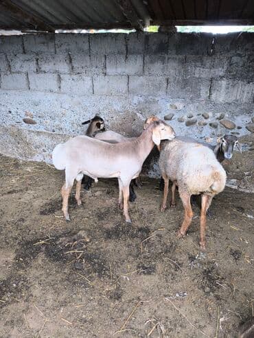 собака доберман сколько стоит: Продаю | Овца (самка) | Эдильбаевская | Для разведения | Матка — 3