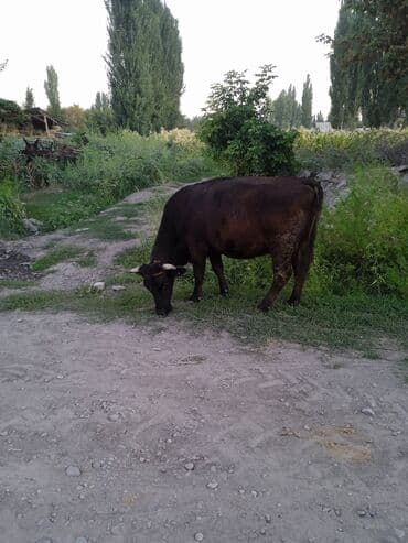 продажа щенков немецкой овчарки с документами в бишкеке: Сатам | Уй (ургаачы) | Сүт алуу үчүн — 1