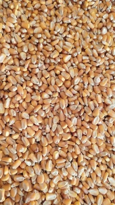 скотишь фолд: 22.2 сом с погрузкой ЗВОНИТЕ СРАЗУ Кукуруза Жугору Мака ОПТОМ РОЗНИЦА — 4