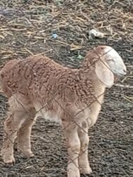 корм доя собак: Сатам | Козу | Арашан | Көбөйтүү үчүн | Ургаачы — 4