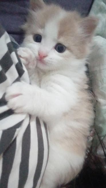 один мальчик и два котёнка: Отдам даром двух котят полтора месяца. Пушистые длинношёрстные — 4