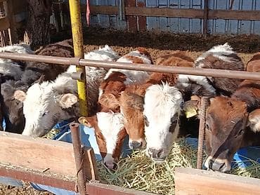 куплю мясо оптом: Продаю | Тёлка, Музоо, торпок | Полукровка, Ангус, Голштин | На откорм, На забой, Для разведения | Племенные, Искусственник — 2