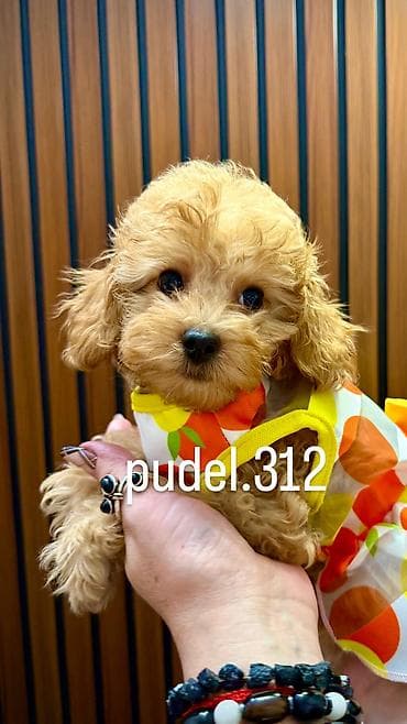 Продажа собак: Щенки той пуделя! Готовятся к продаже породные щенки той пуделя. С — 4