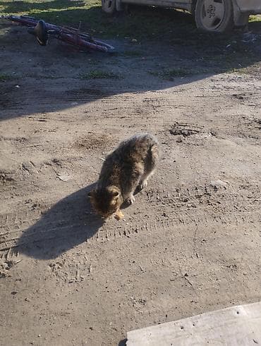 бенгал кот: Шотландский вислоухий кот (Scottish Fold) - Окрас: тигрово-коричневый — 4