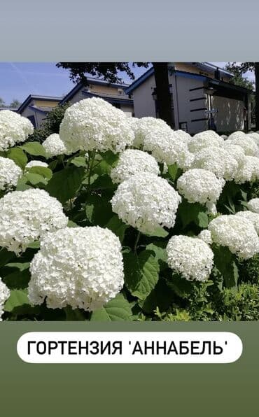 цветы гартензии: Продаю шикарные кусты гортензии! Хороший выбор сортов: -метельчатая — 6