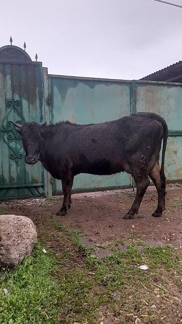 коровы молоко: Продаю | Корова (самка) | Для молока | Привязанные — 2