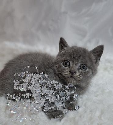 кошка продаётся: Скотиш Страйт (Шотландская прямоухая), 2 месяца, Мальчик, Голубой, Приучена к лотку, Проглистована — 3