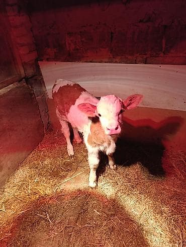 симментал уйлар: Продаю | Тёлка | Для молока — 6