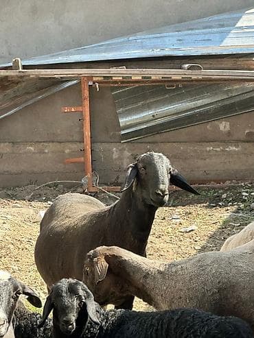 Животные: Продаю | Овца (самка) | На забой | Матка — 2