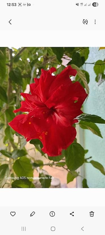 комнатная роза: Хлорофитум и гибискус (китайская роза) в горшках - Хлорофитум — 2