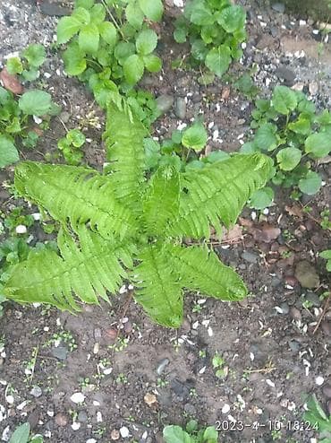 Бакча эмереги: Рябиник 
Папоротник 
ромашка королевская 150с,хорошие кустики — 2