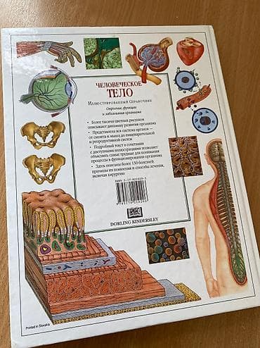 продаю боди: Книга «Человеческое тело» Dorling Kindersley, под редакцией Тони Смита — 7