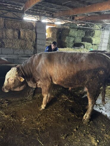 продам щенка овчарки: Продаю | Бык (самец) | Симментальская | На откорм | Племенные — 4