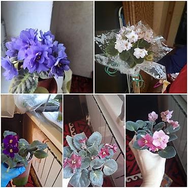 глоксиния цена: Сортовые фиалки, детки — 10