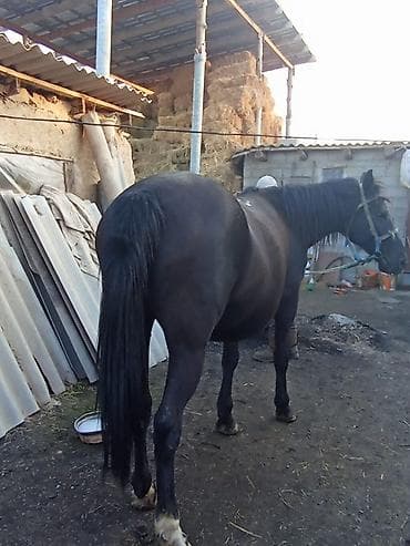 Услуги ветеринара: Продаю | Кобыла (самка) | Для разведения | Племенные, Осеменитель, Мерин — 2